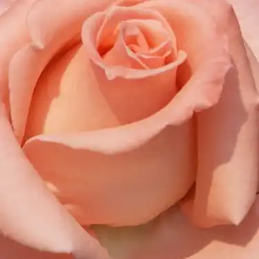 Comanda trandafiri online - Roz - trandafir teahibrid - trandafir cu parfum intens - Rosa Warm Wishes - Gareth Fryer - ,-